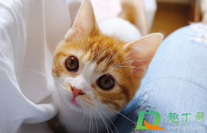 为什么橘猫喜欢咬人1