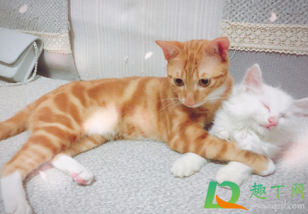 为什么橘猫喜欢咬人2