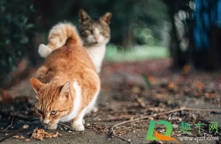 为什么橘猫喜欢咬人4