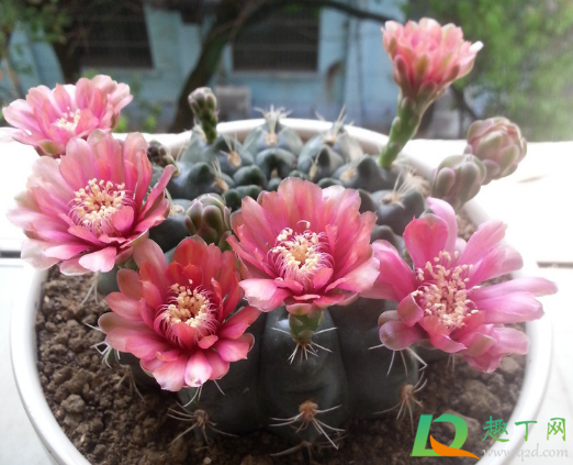 仙人球开花是什么兆头3