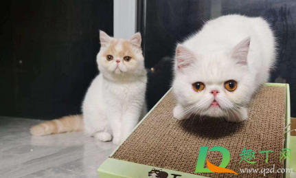 猫咪口炎怎么办吃什么药2