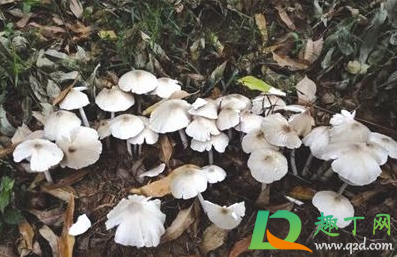 吃野生菌中毒怎么自救1