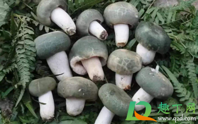 吃野生菌中毒怎么自救2