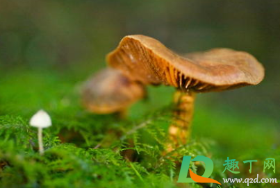 吃野生菌中毒怎么自救4
