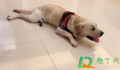 拉布拉多成犬一个月吃多少狗粮2