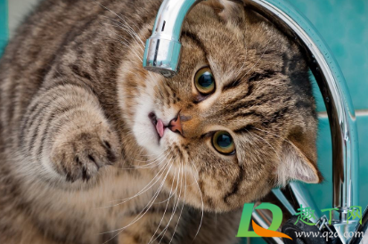 猫不爱喝水可以强灌吗1