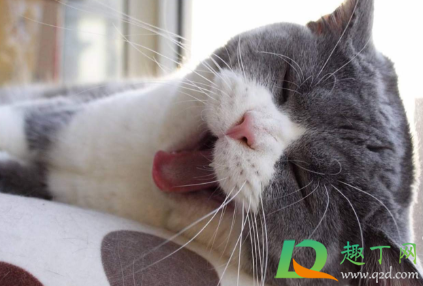 猫不爱喝水可以强灌吗4