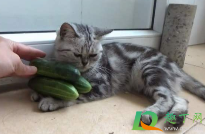 给猫咪滴耳液怎么让他老实2