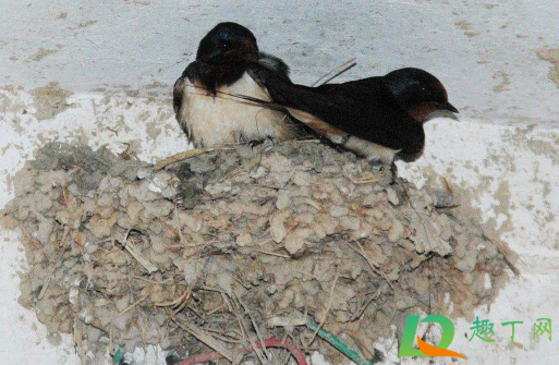 ​燕子在家里搭窝预示着什么意思1
