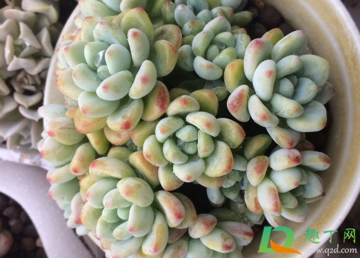 凝脂莲好养活不3