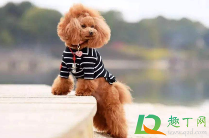 狗吃什么皮毛油亮3