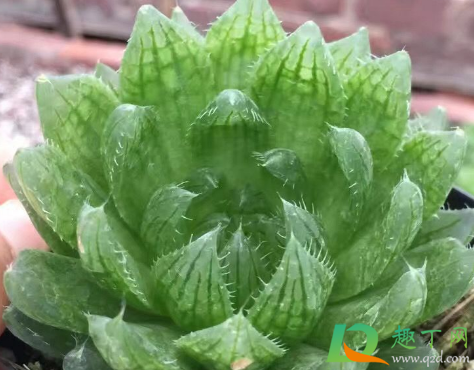 多肉樱水晶化水怎么回事3