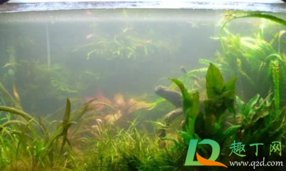 鱼缸水灰蒙蒙的是怎么挽救2