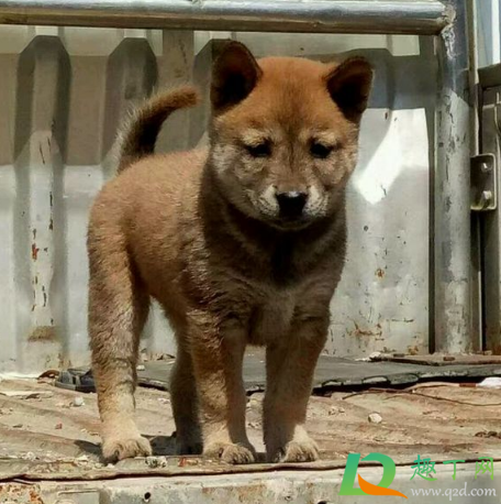 为什么城市不让养土狗2