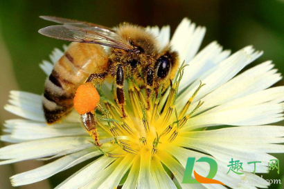 被蜜蜂蛰了脑袋会不会死3
