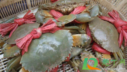 青蟹怎么养能到第二天1