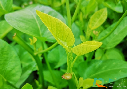 空心菜是贴地剪吗1