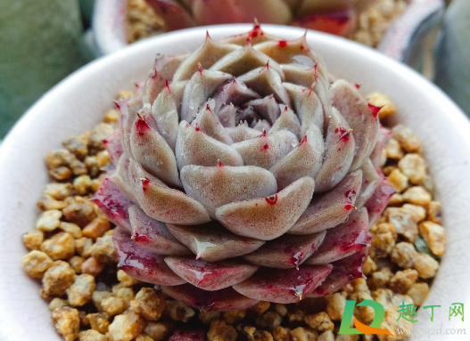 海琳娜多肉好出状态吗3
