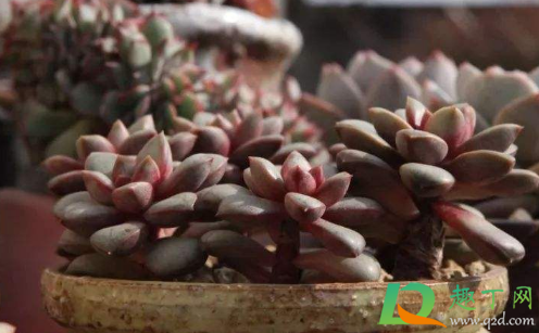 海琳娜多肉好出状态吗2