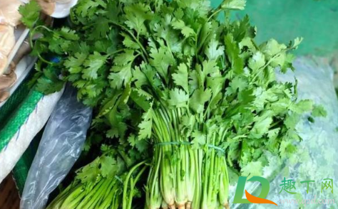 香菜种子冰箱催芽要冷藏多少天2