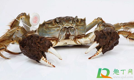 螃蟹不动但是吐泡泡还能吃吗3