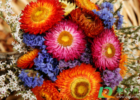 把花夹在书里可以做成干花吗2