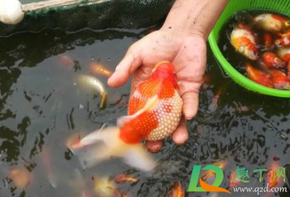 自来水养鱼要放几天4