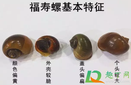 福寿螺到底能不能吃4