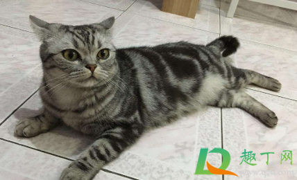 猫咪飞机耳是什么样子1