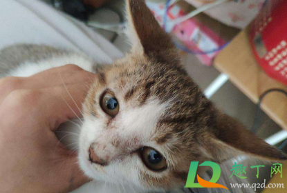 猫咪飞机耳是什么样子3