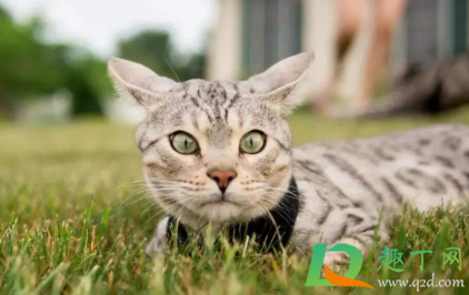 猫咪飞机耳是什么样子4