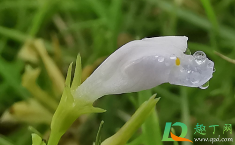 生根水直接浇土里好不3