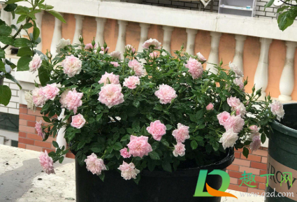 中药渣做花肥怎样自制4