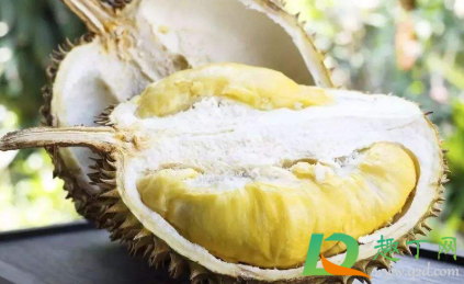 榴莲白色的地方可以吃吗1