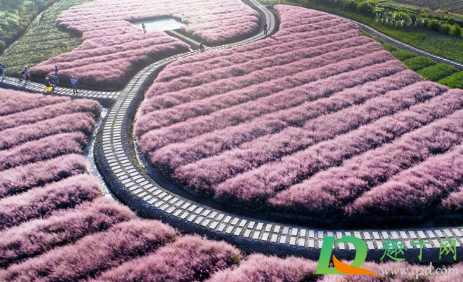 三门粉黛乱子草几月份有1