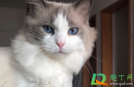 猫瘟会自愈吗2
