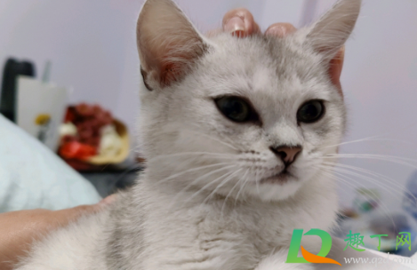猫瘟是怎么引起的2
