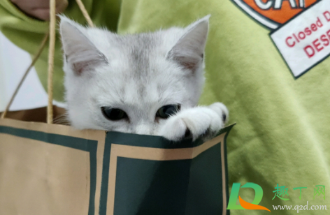 猫瘟是怎么引起的1