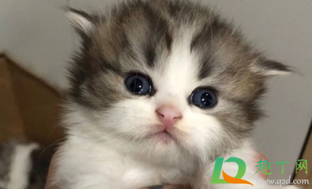 猫瘟多久传染给另一只猫3
