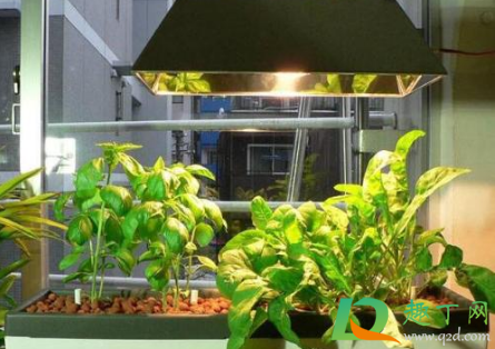植物补光灯什么颜色的比较好3