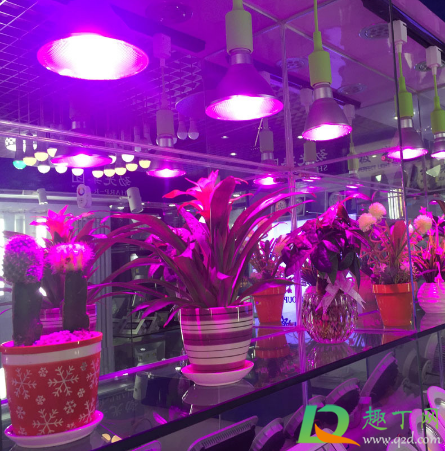 植物补光灯什么颜色的比较好2