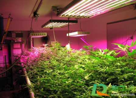 植物补光灯什么颜色的比较好1