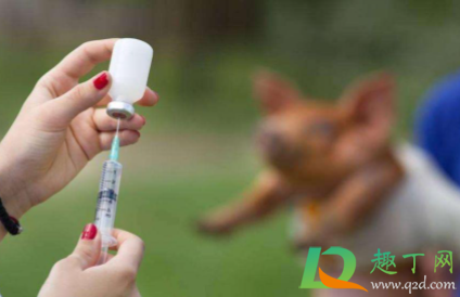 狂犬疫苗吃海鲜影响吗1