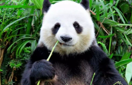 大熊猫每天吃多少斤竹子1