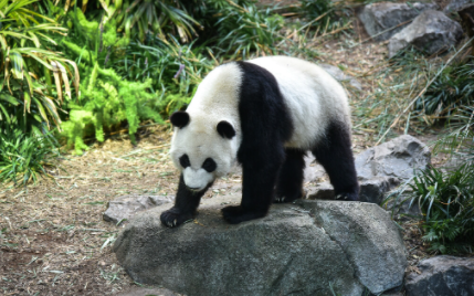 大熊猫每天吃多少斤竹子3