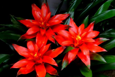 水塔花能在水中培养吗1