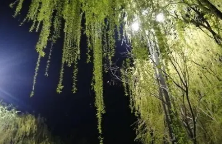2022年清明节几月几号星期几3