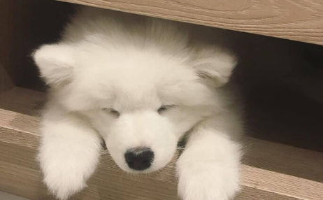 打狂犬疫苗5年后死了怎么回事3
