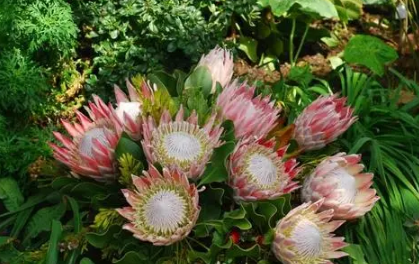 帝王花怎么养在花瓶里1