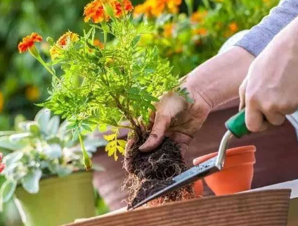 ​​烧草灰后马上可以种植物吗2